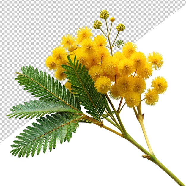 PSD mimosa flower on transparent background