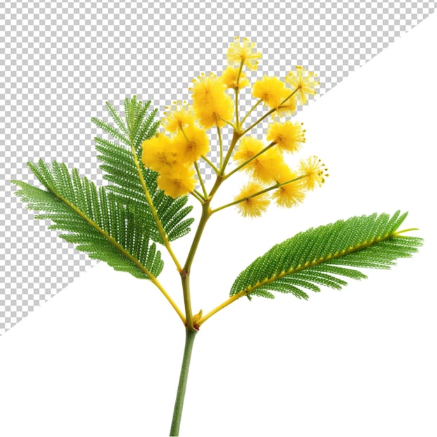 PSD mimosa flower on transparent background