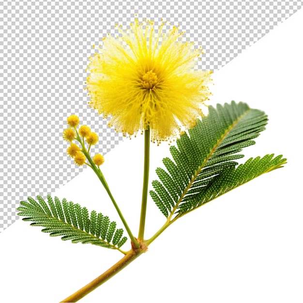 PSD mimosa flower on transparent background