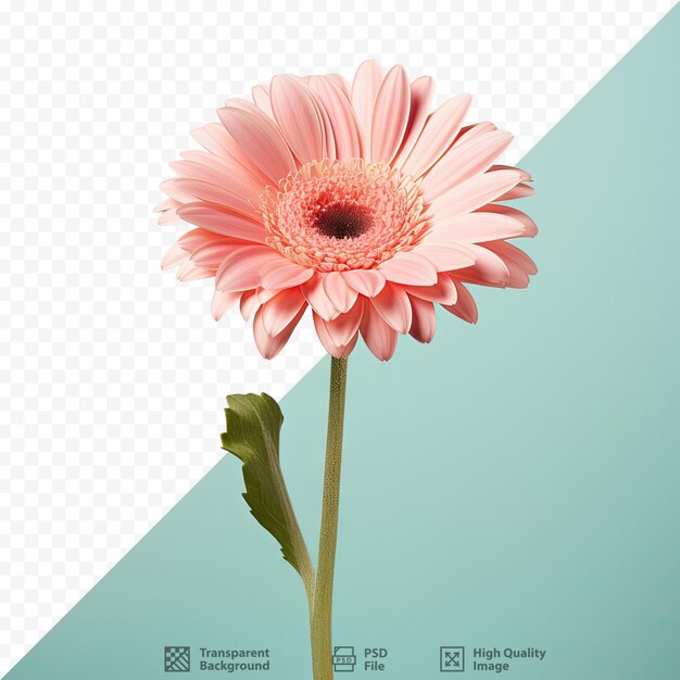 PSD mini rapido gerbera