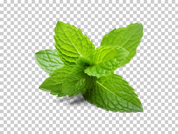 Foglia di menta fresca isolata su sfondo trasparente png psd