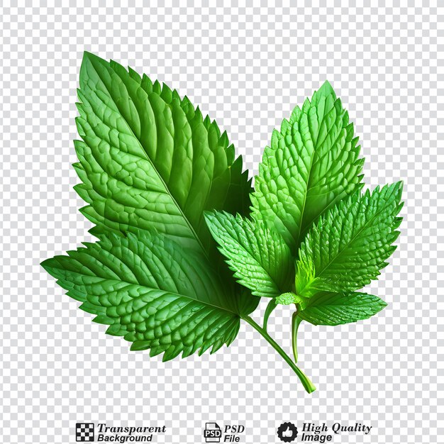 Mint leaf fresh mint isolated on transparent background