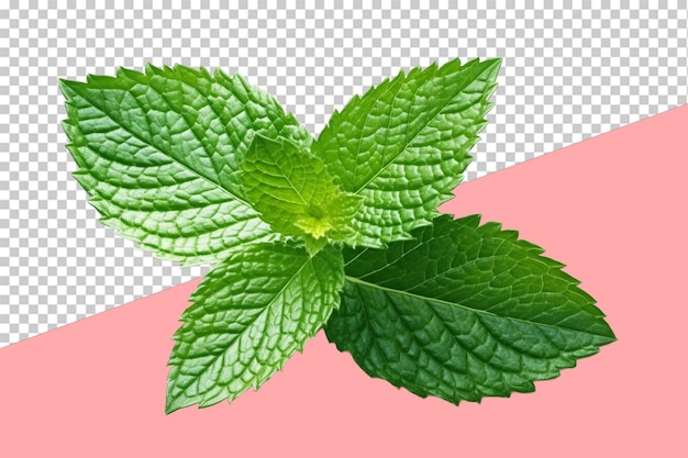 PSD mint leaf isolated object transparent background