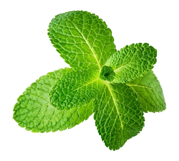 Mint Leaf