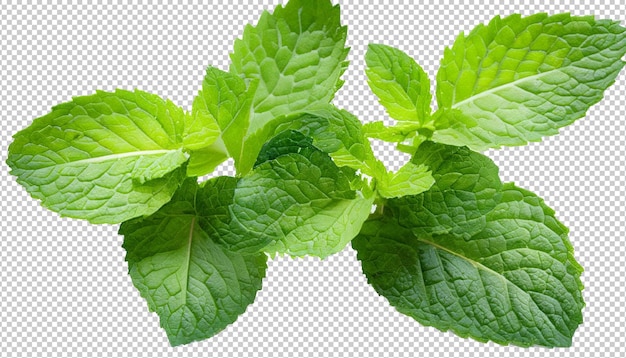 Mint leaves on alpha layer