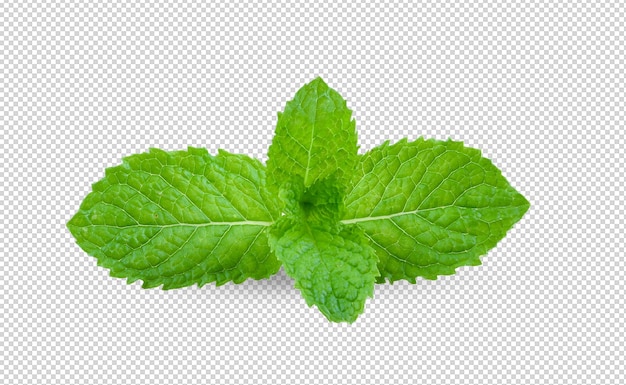 PSD mint leaves isolated on alpha layer