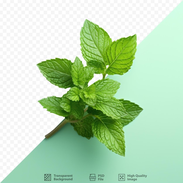 PSD mint leaves isolated transparent background