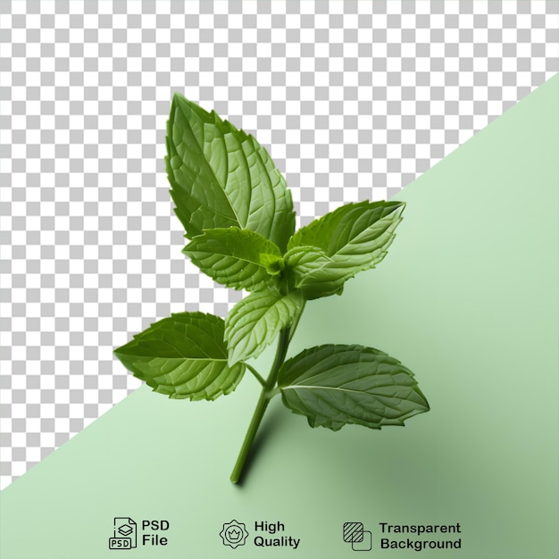 Mint leaves on transparent background include png file