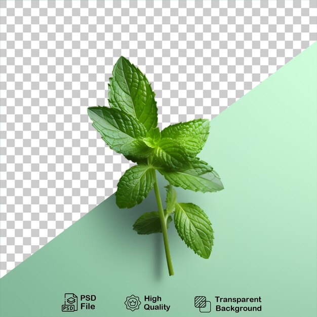 PSD mint leaves on transparent background include png file