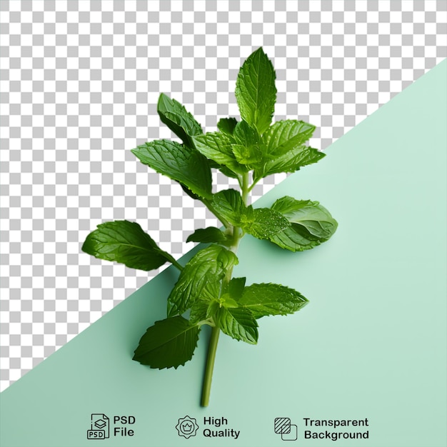 Mint leaves on transparent background include png file