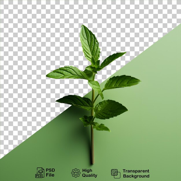 Mint leaves on transparent background include png file