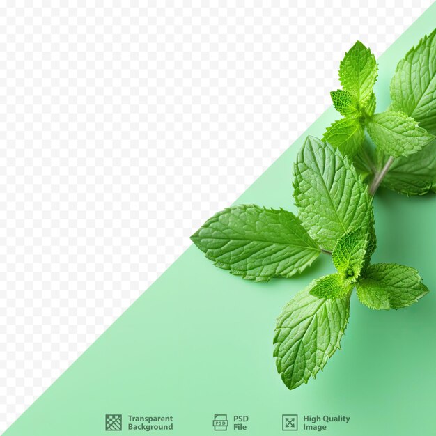 PSD mint leaves on transparent background with light perfect for inscription