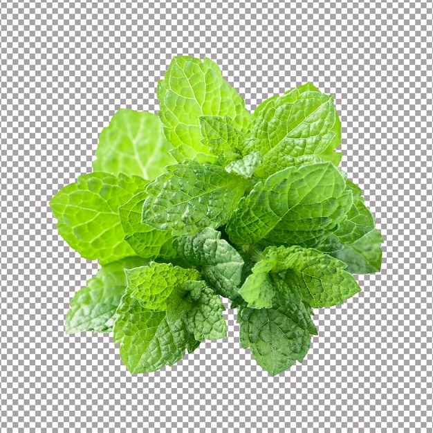 PSD mint leaves on white backgrounds herbal spice fragrant