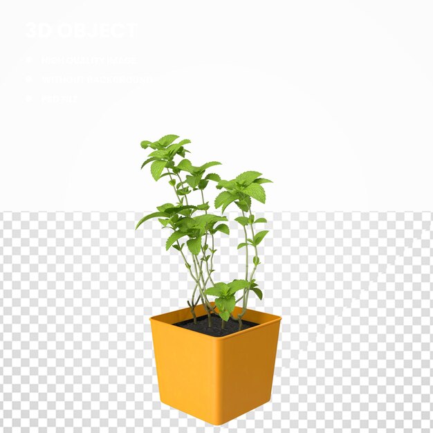 PSD mint plant potted