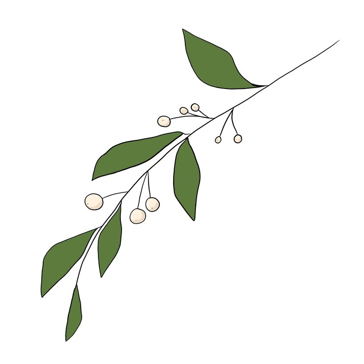 PSD mistletoe sprig with green leaves and white berries color illustration