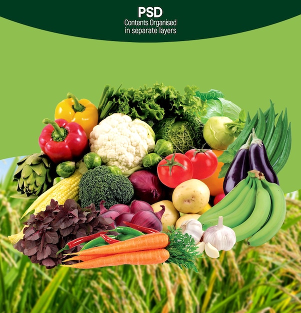 mixed vegetables zypsum packaging design template