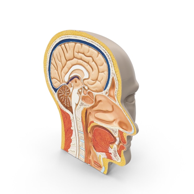 Model anatomii ludzkiej głowy