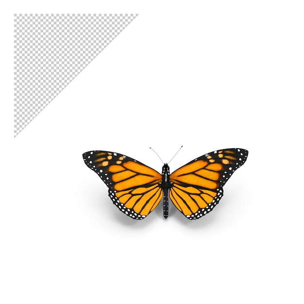PSD monarca farfalla png