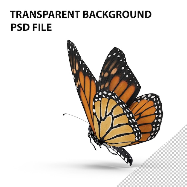 PSD monarch butterfly png