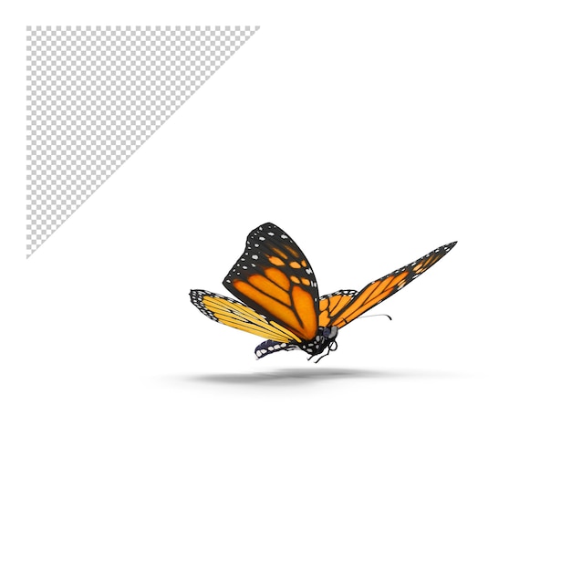 monarcha motyl latający poza PNG
