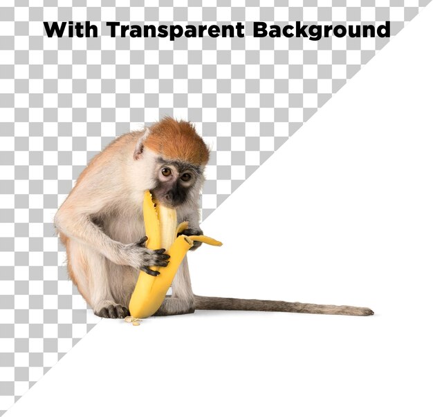 Monkey eating banana