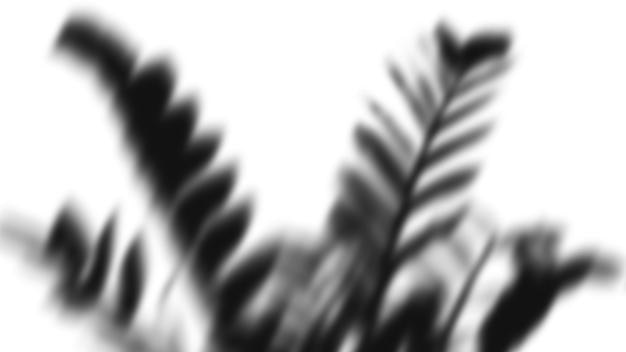 Monochromatyczna papuga zostawia sylwetkę na tle