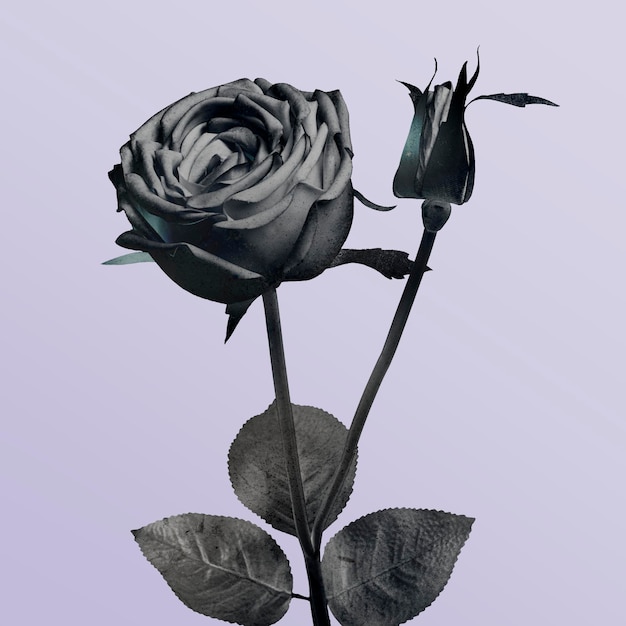 Monotone blooming rose illustration on a purple background