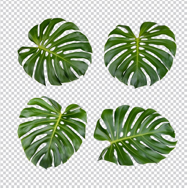 Monstera bladeren geïsoleerd Premium PSD