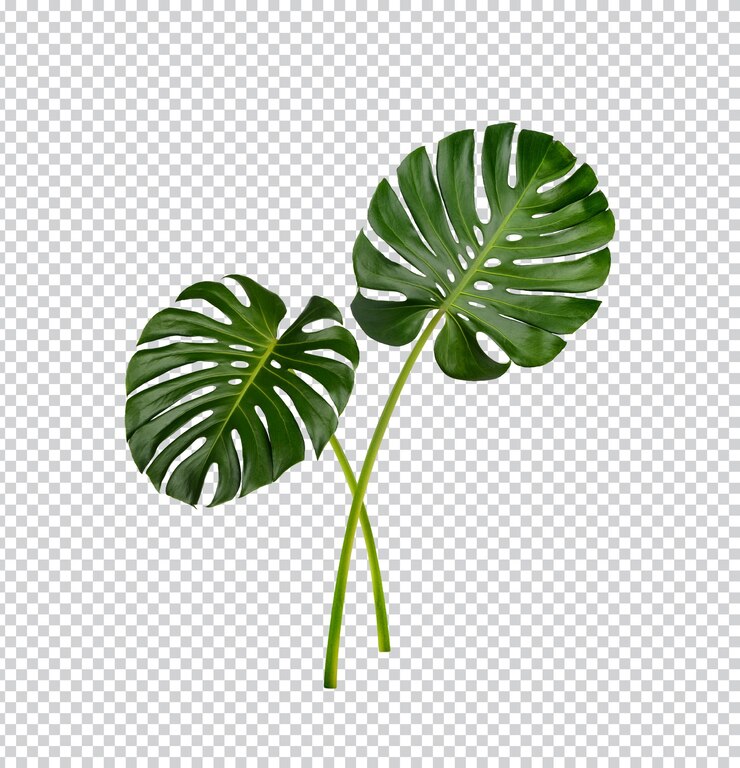 Monstera bladeren geïsoleerd Premium PSD