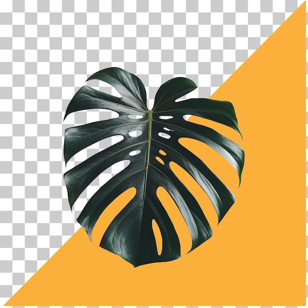Monstera Deliciosa png geïsoleerd op een doorzichtige achtergrond