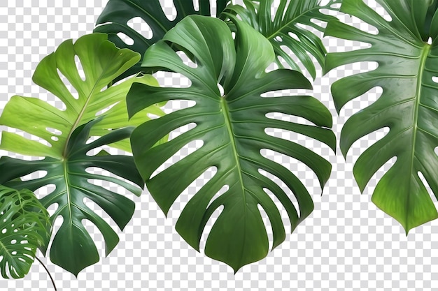 PSD monstera deliciosa png geïsoleerd op een doorzichtige achtergrond