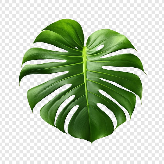 Monstera Deliciosa Png 투명한 배경에 고립되어 있습니다.