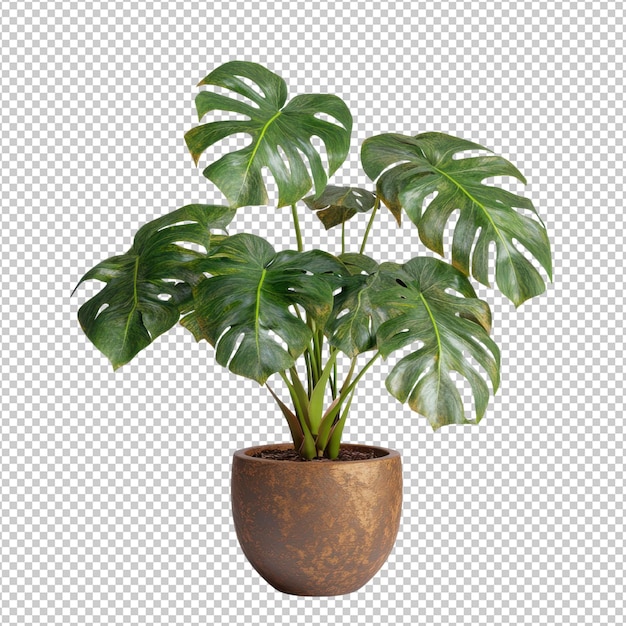 monstera deliciosa png isolated on transparent background