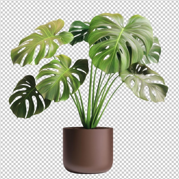 monstera deliciosa png isolated on transparent background