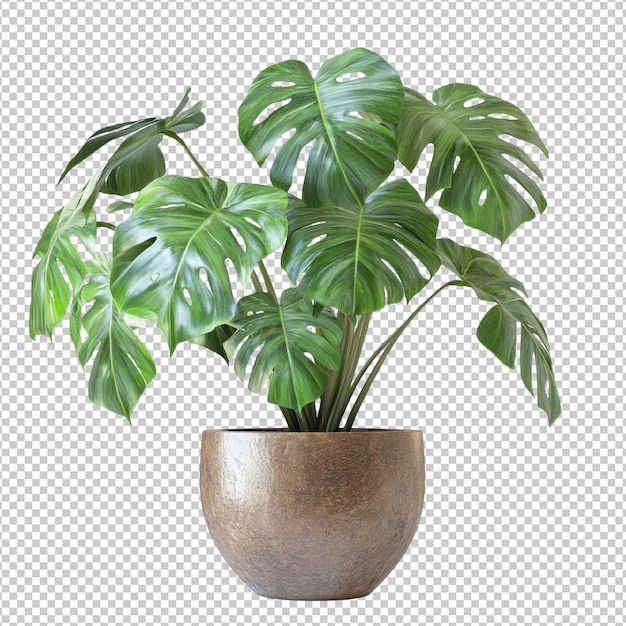 monstera deliciosa png isolated on transparent background