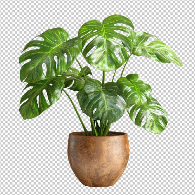 monstera deliciosa png isolated on transparent background