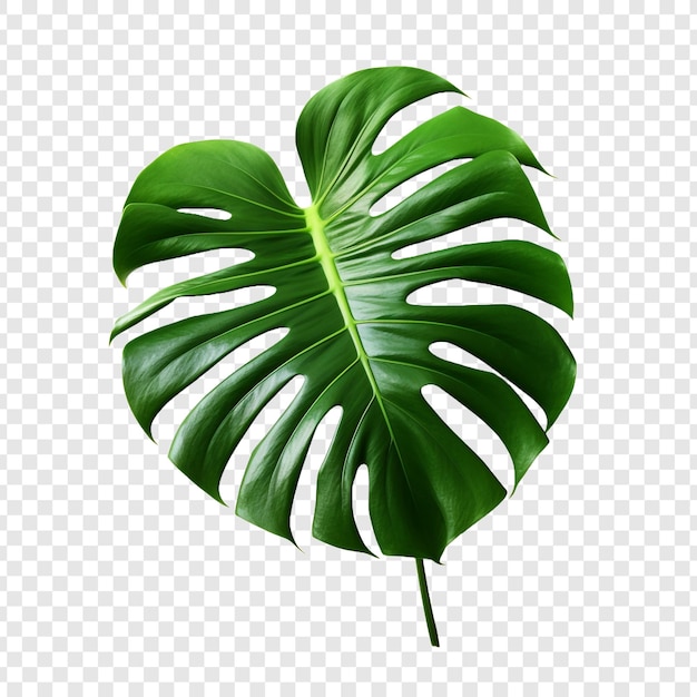 PSD monstera deliciosa png wyizolowana na przezroczystym tle