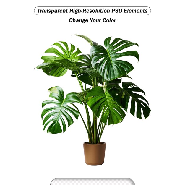 Monstera deliciosa tree in white pot isolated on white transparent background
