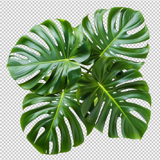 PSD モンステラ・デリシオサ (monstera deliciosa) の熱帯葉を分離したもの