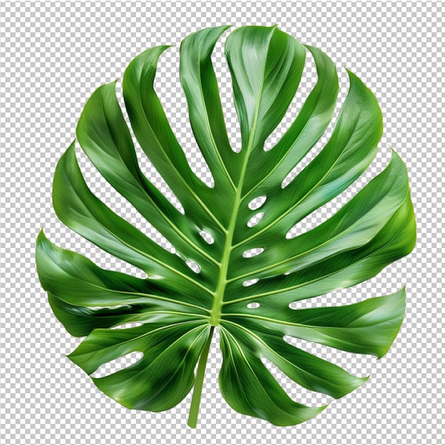 PSD monstera deliciosa tropical leaf isolated