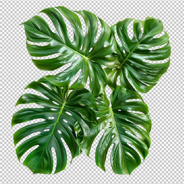 PSD monstera deliciosa foglia tropicale isolata