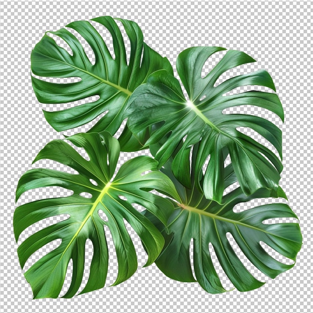 Monstera deliciosa foglia tropicale isolata