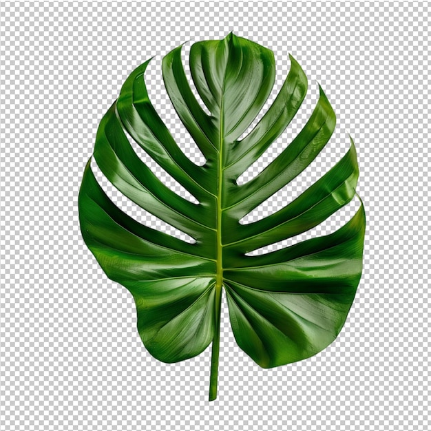 PSD 몬스테라 델리시오사 (monstera deliciosa)