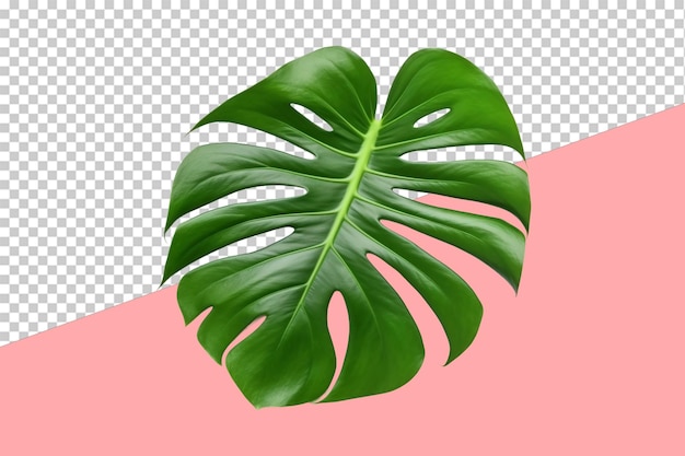 Monstera leaf transparent background