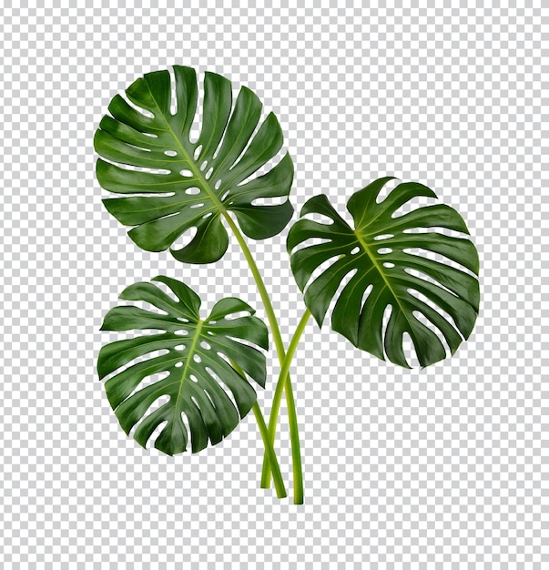 PSD monstera leaves isolated premium psd