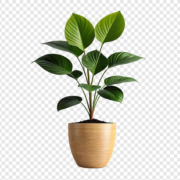 투명한 배경에 고립 된 비 Png에 Monstera 식물