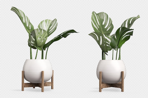 Monstera plant in pot in 3d-rendering