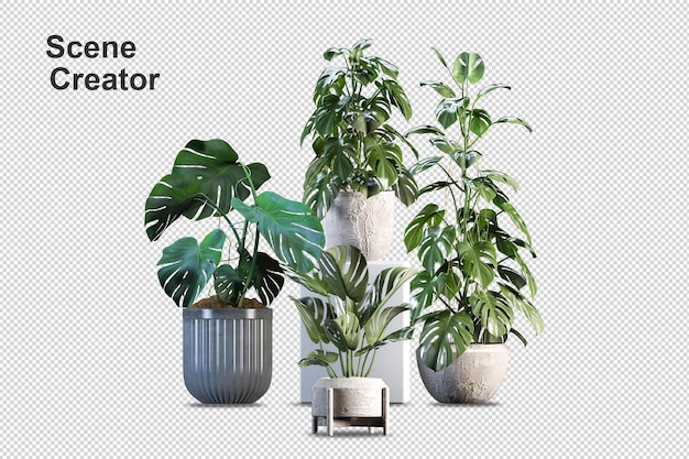 Monstera plant in pot in 3d rendering