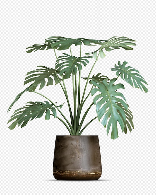 PSD monstera plant in pot in 3d rendering