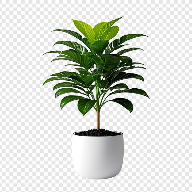 Monstera plant in a pot png isolated on transparent background